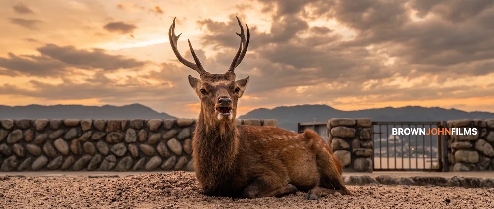 A deer resting on sand in front of mountains at sunset